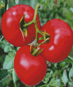 Manalucie Tomato Plant Diamond Paintings