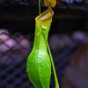 Slender Pitcher Plant Diamond Paintings