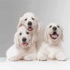 White English Golden Retriever Diamond Paintings