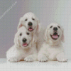 White English Golden Retriever Diamond Paintings