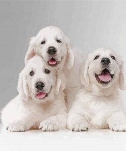 White English Golden Retriever Diamond Paintings