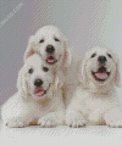 White English Golden Retriever Diamond Paintings