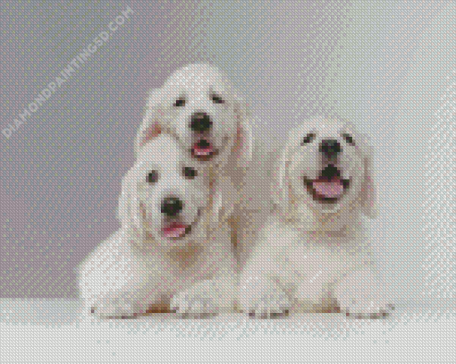 White English Golden Retriever Diamond Paintings