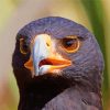 African Black Eagle Head Diamond Paintings