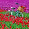 Bicycle And Tulip Field Diamond Paintings