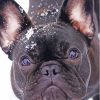 Black French Bulldog In Snow Diamond Paintings