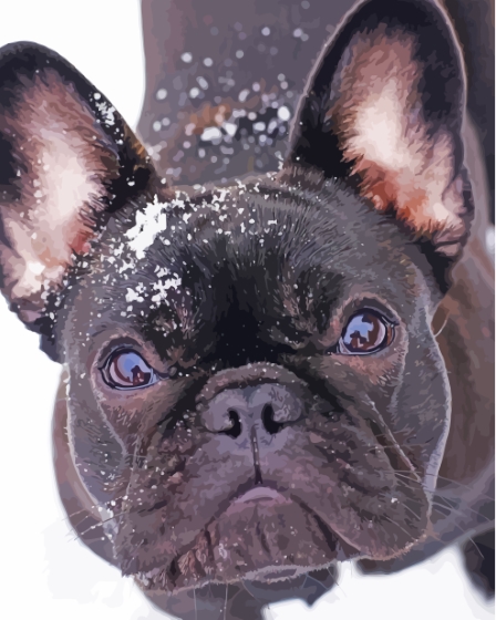 Black French Bulldog In Snow Diamond Paintings