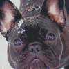 Black French Bulldog In Snow Diamond Paintings