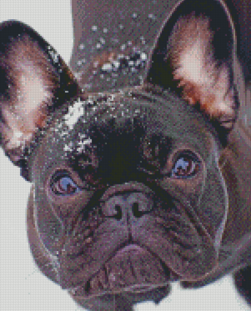 Black French Bulldog In Snow Diamond Paintings