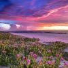 Broome Beach Flowers Diamond Paintings