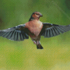 Chaffinch Flying Bird Diamond Paintings