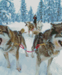 Close Up Sled Dogs Diamond Paintings