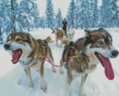 Close Up Sled Dogs Diamond Paintings