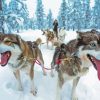 Close Up Sled Dogs Diamond Paintings