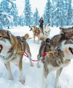 Close Up Sled Dogs Diamond Paintings