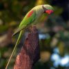 Cute Alexandrine Parakeet Diamond Paintings