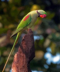 Cute Alexandrine Parakeet Diamond Paintings