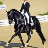 Dressage Horse Man Diamond Paintings