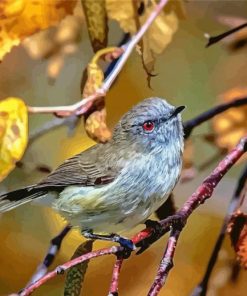 Grey Warbler Diamond Paintings