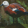 Paradise Shelduck Art Diamond Paintings