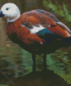 Paradise Shelduck Art Diamond Paintings