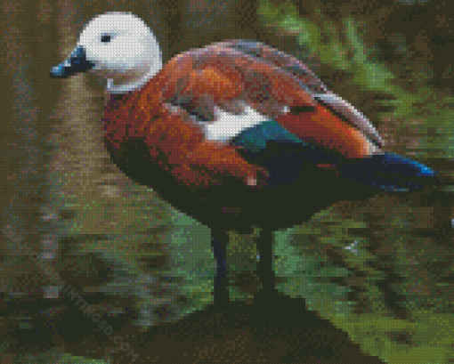 Paradise Shelduck Art Diamond Paintings