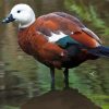 Paradise Shelduck Art Diamond Paintings