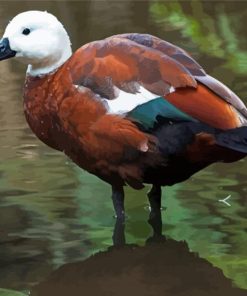 Paradise Shelduck Art Diamond Paintings