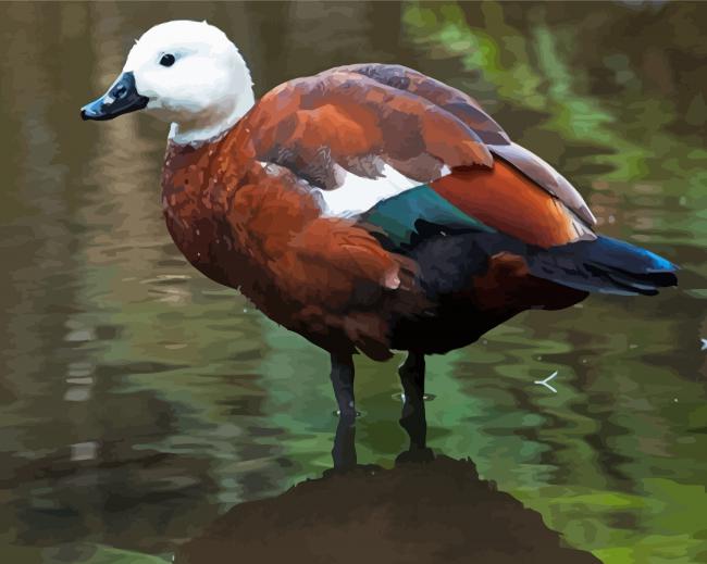 Paradise Shelduck Art Diamond Paintings