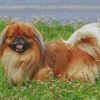 Pekingese Dog Diamond Paintings