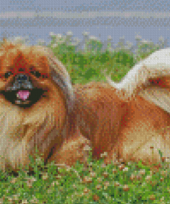 Pekingese Dog Diamond Paintings