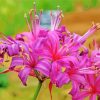 Purple Nerine Flowers Diamond Paintings