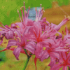 Purple Nerine Flowers Diamond Paintings