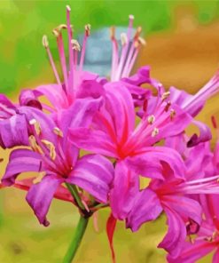 Purple Nerine Flowers Diamond Paintings