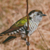 Shining Bronze Cuckoo Diamond Paintings