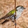 Shining Bronze Cuckoo Diamond Paintings