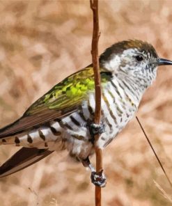 Shining Bronze Cuckoo Diamond Paintings