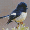 Tomtit Bird Diamond Paintings