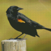 Yellow Winged Blackbird Diamond Paintings