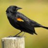 Yellow Winged Blackbird Diamond Paintings