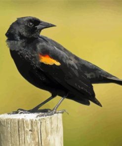 Yellow Winged Blackbird Diamond Paintings