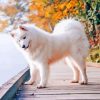 Aesthetic Samoyed Diamond Paintings