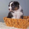 Black Tri Australian Shepherd Puppy In Basket Diamond Paintings