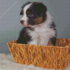 Black Tri Australian Shepherd Puppy In Basket Diamond Paintings