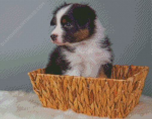 Black Tri Australian Shepherd Puppy In Basket Diamond Paintings