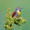 Cool Dickcissel Diamond Paintings