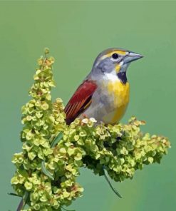 Cool Dickcissel Diamond Paintings