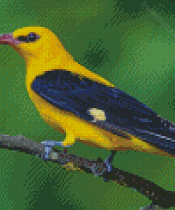 Cool Old World Orioles Bird Diamond Paintings