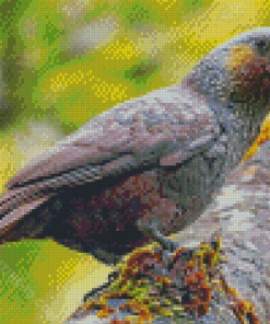 Kaka Bird Diamond Paintings