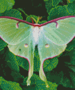 Lunar Moth Diamond Paintings